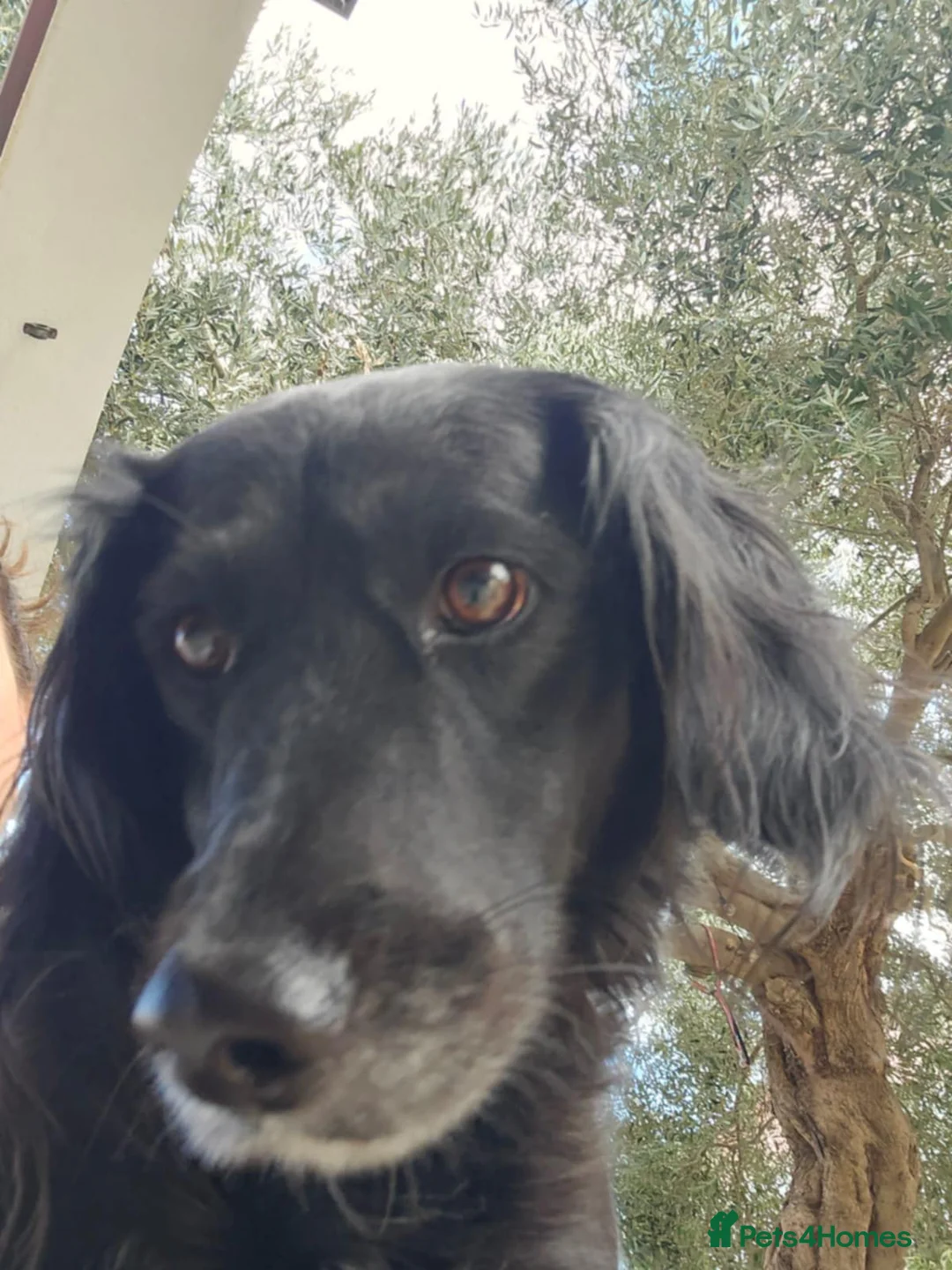 Cocker Spaniel dogs for adoption: Gino ! - Advert 2