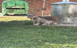 French Bulldog dogs for sale: 11 weeks old Isabella & tan carries fluffy RFG  - Image 10