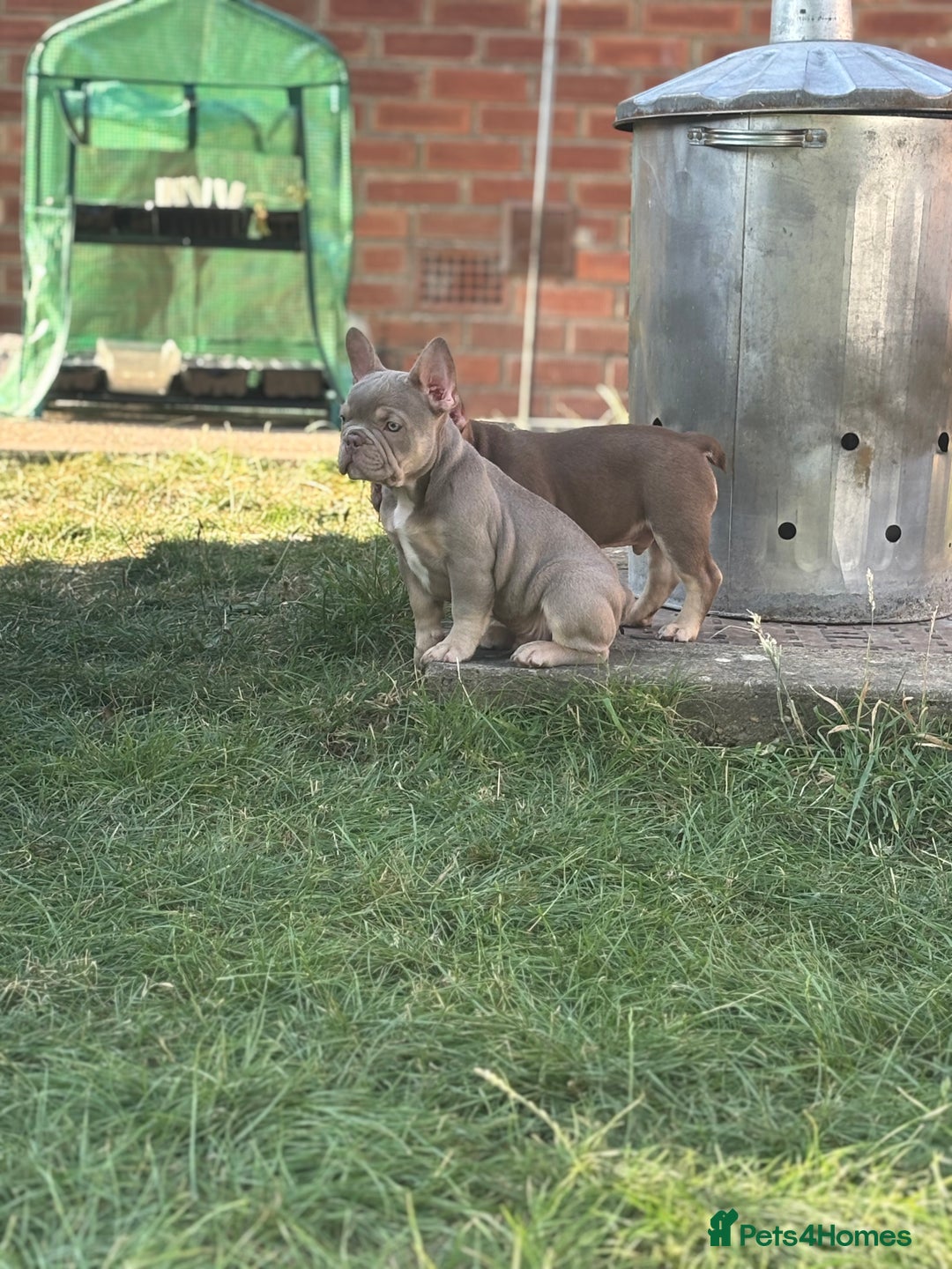 French Bulldog dogs for sale: 11 weeks old Isabella & tan carries fluffy RFG  - Image 10