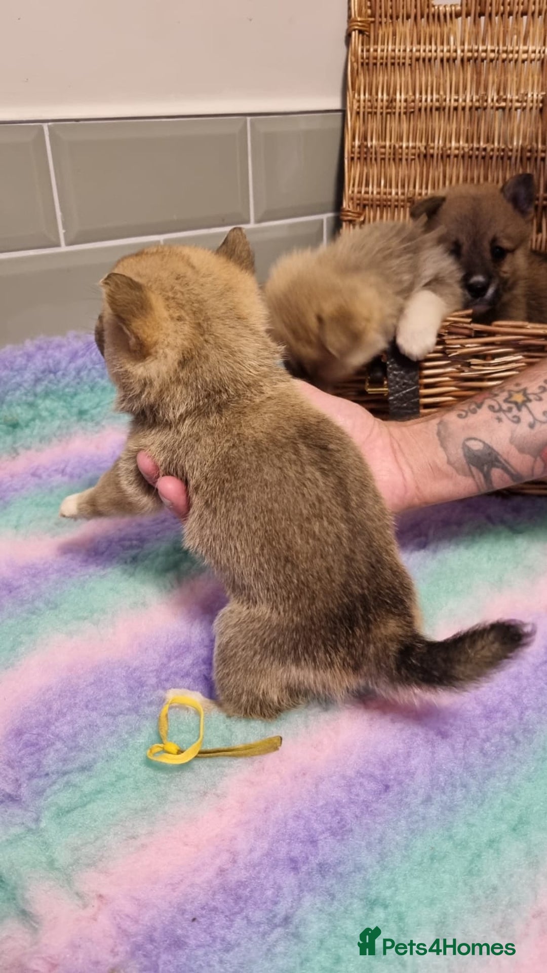 Mixed Breed dogs for sale: Corgi-Inus 💙 Just 1 BOY LEFT - Image 11