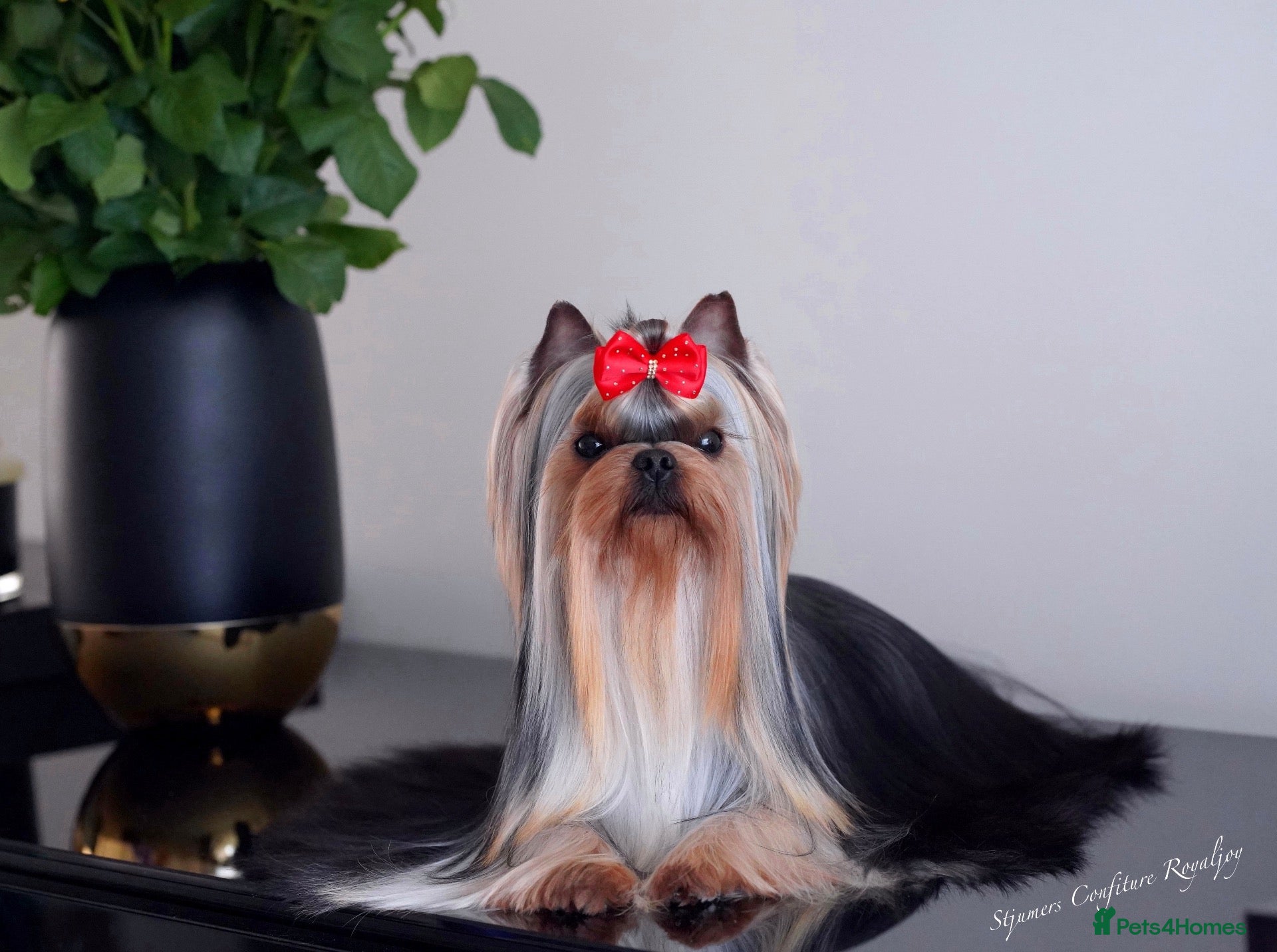 Yorkshire Terrier dogs ✨ EXCEPTIONAL YORKSHIRE TERRIER ✨ - Advert 2