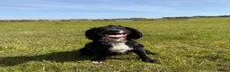 Cocker Spaniel dogs for sale: Working Cocker Spaniel Puppies  - Advert 4