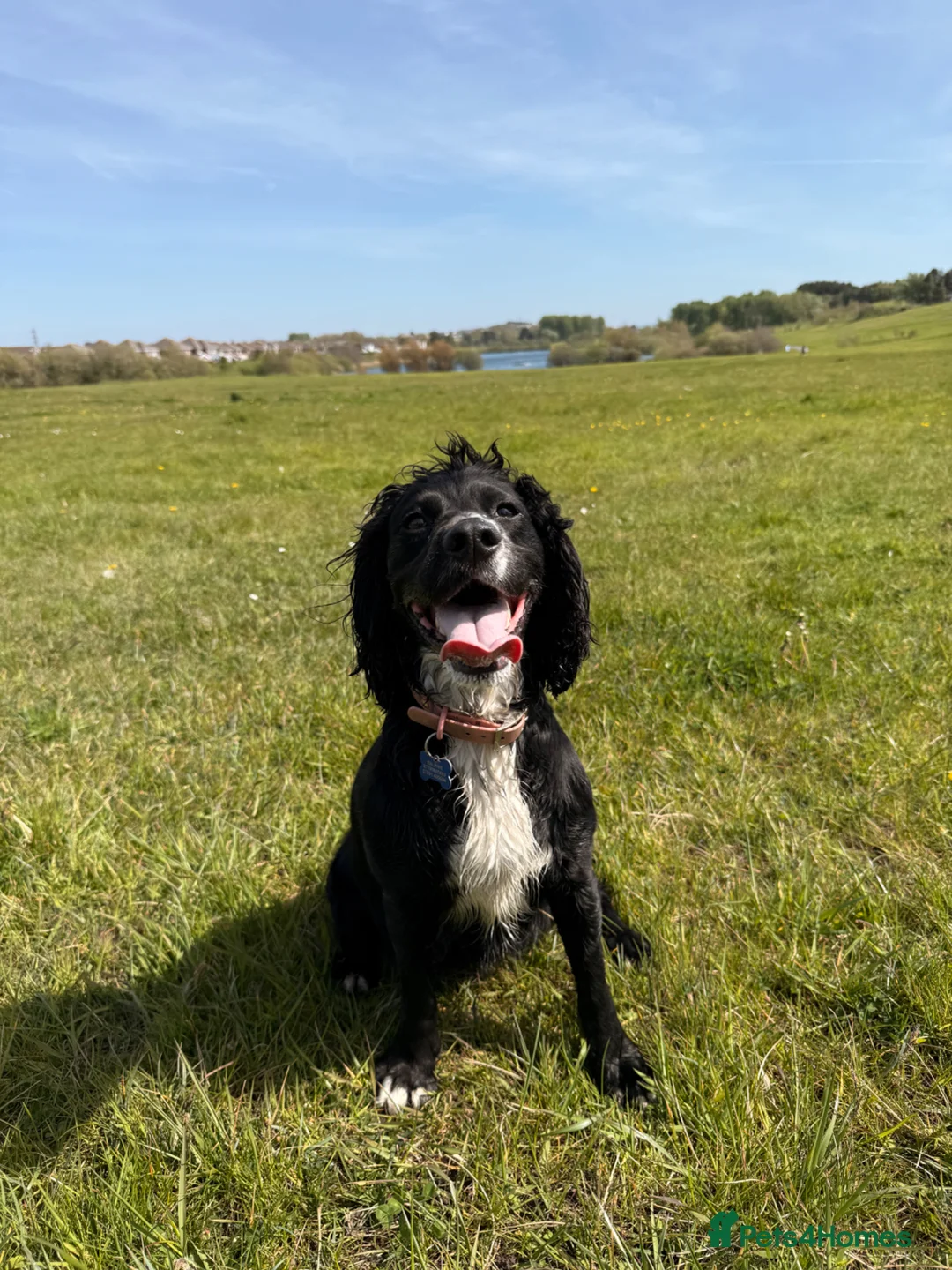 Cocker Spaniel dogs for sale: Working Cocker Spaniel Puppies  - Advert 4