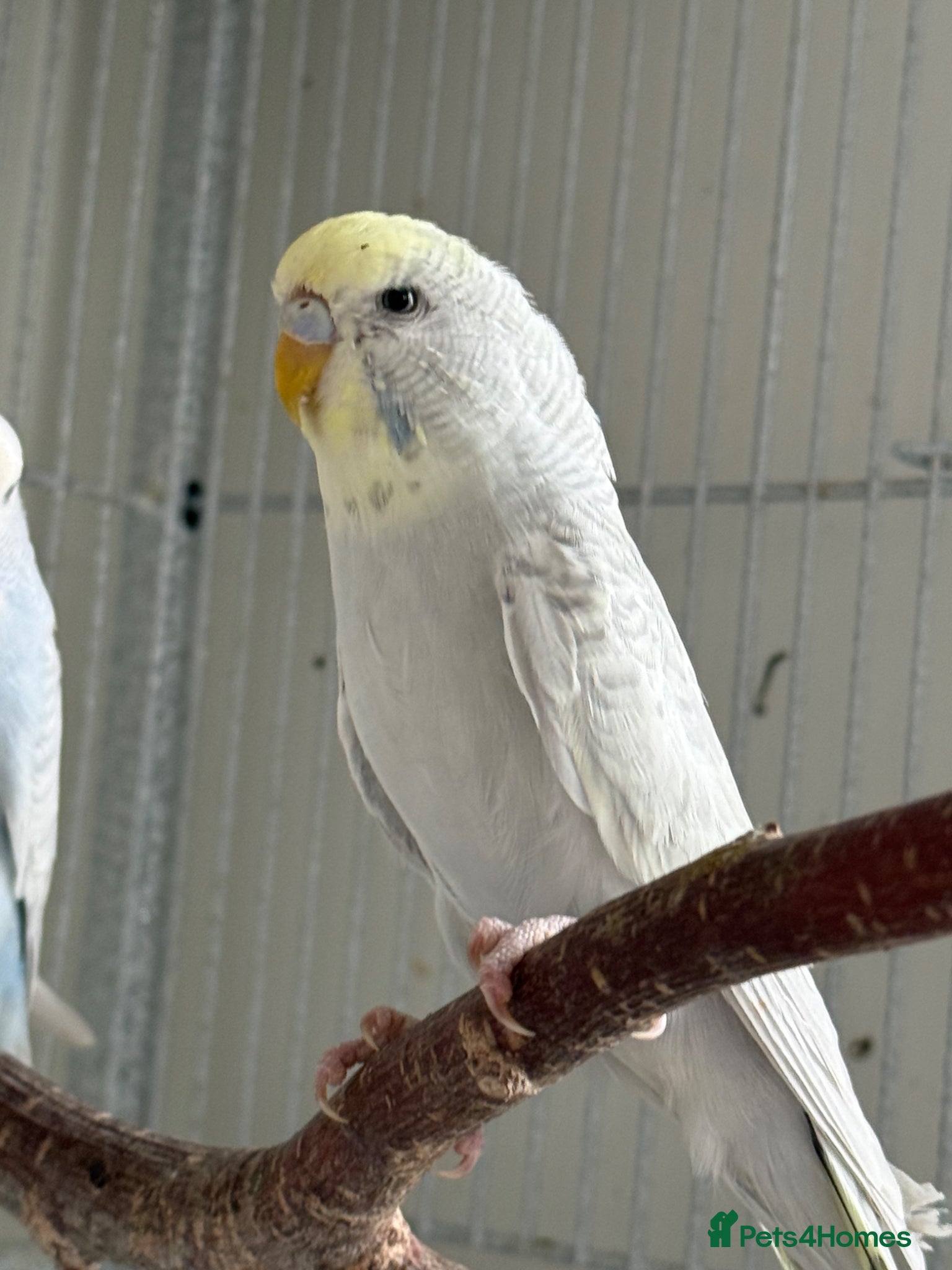 Budgerigars birds Young budgies for sale - Advert 1