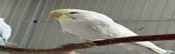 Budgerigars birds for sale: Young budgies for sale - Advert 1