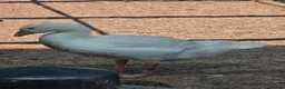 Geese poultry for sale: Smooth Sebastopol male gosling  - Advert 3