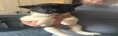 Akita 1 (male) 
