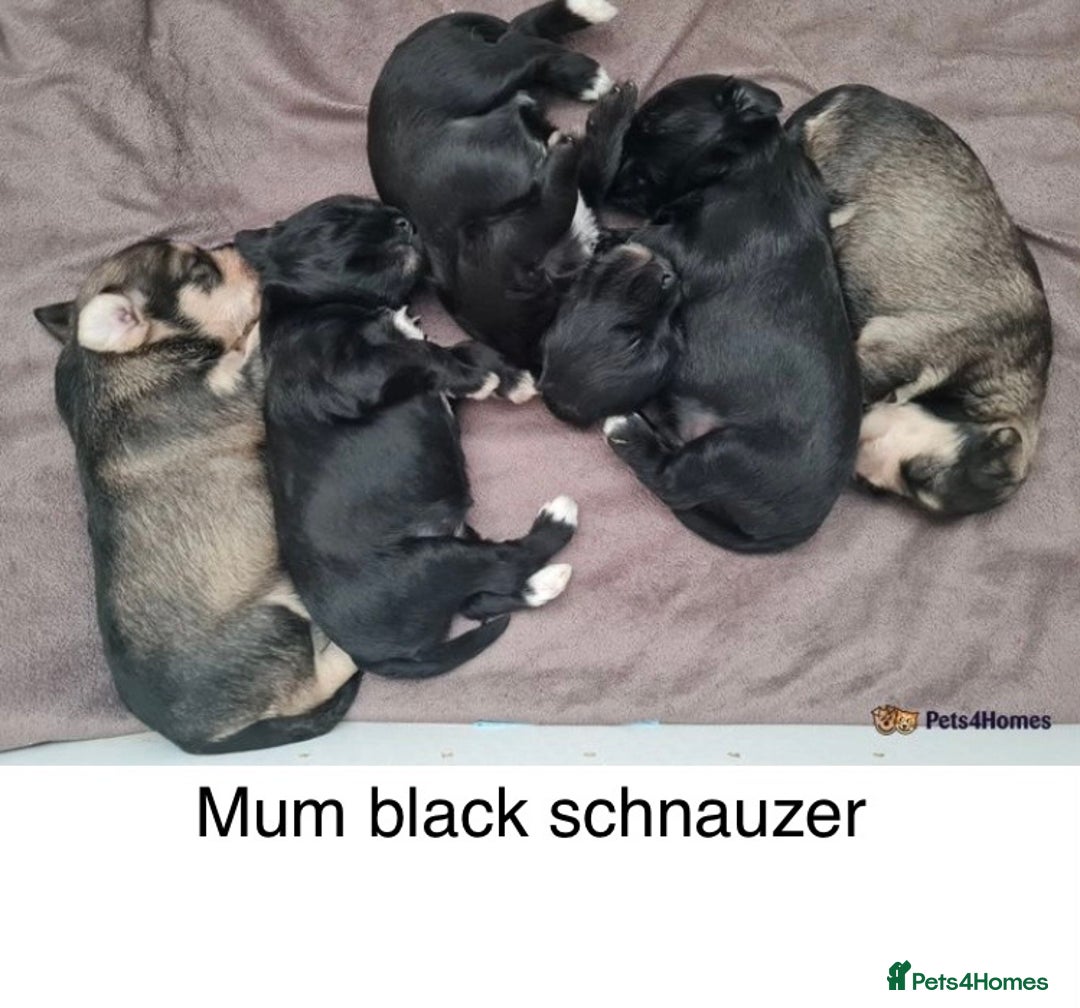 Miniature Schnauzer dogs for stud: KCChoc/White Miniature Schnauzer Stud MAC BVACLEAR in Coventry - Advert 27