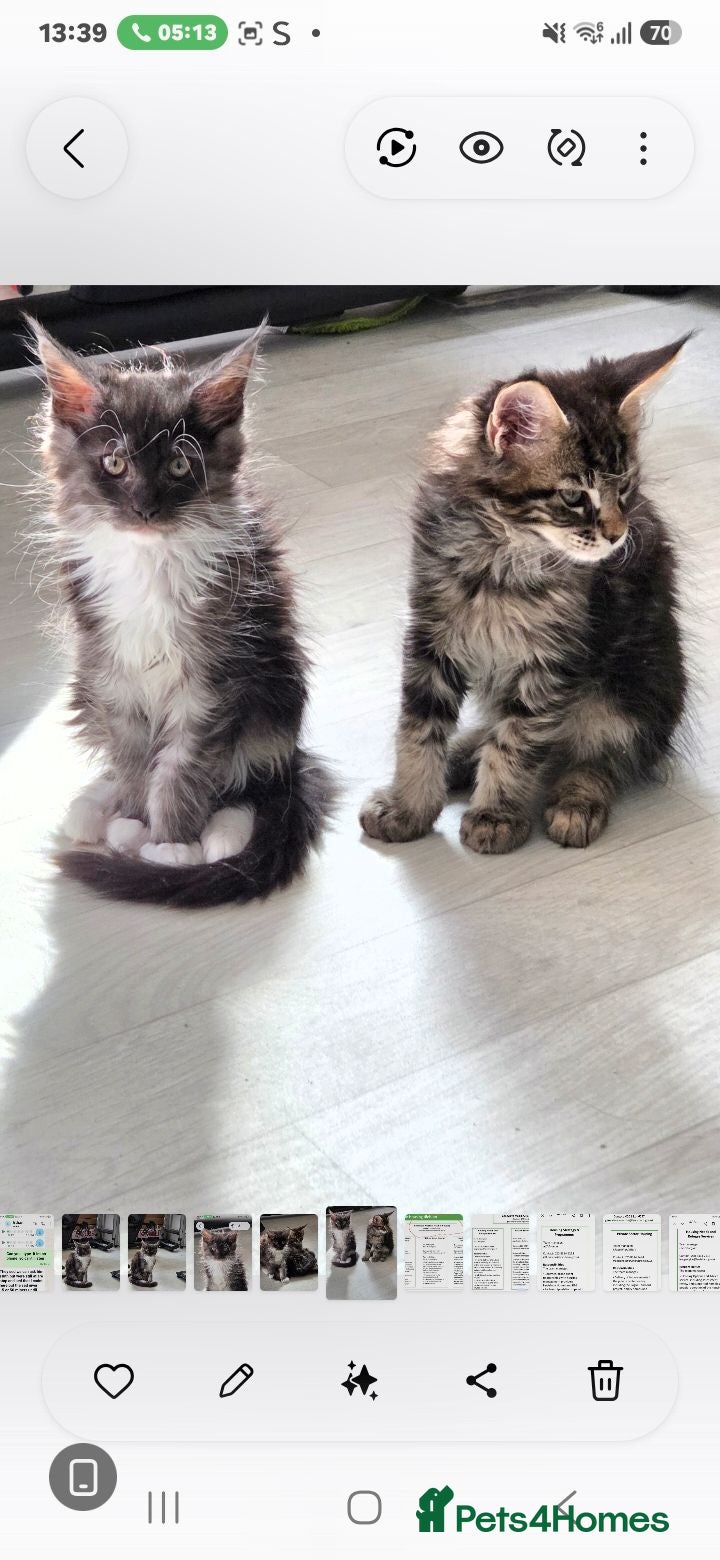 Maine Coon cats Maine coon  🌼🌼🌼READY NOW🌼🌼🌼 reduced ONO. - Advert 2