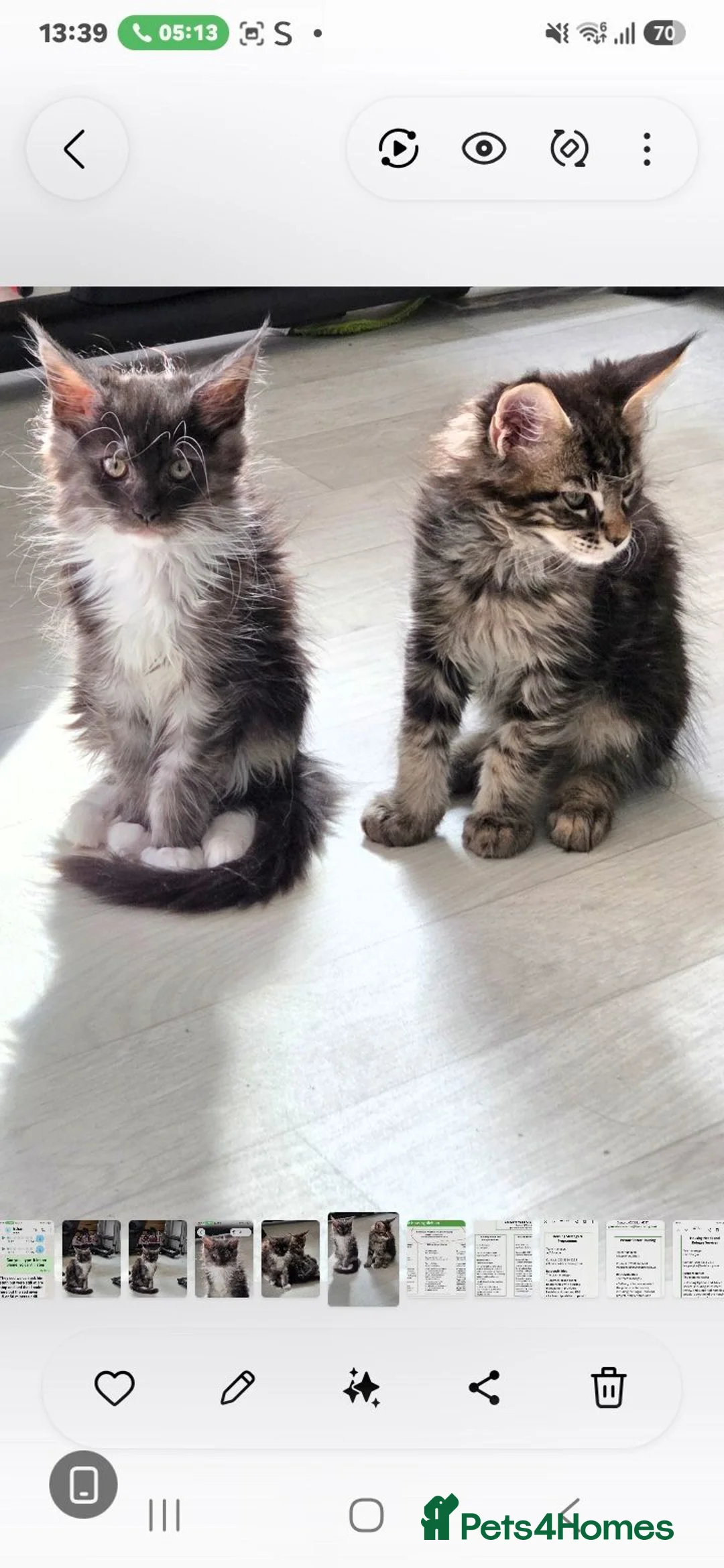 Maine Coon cats for sale: Maine coon  🌼🌼🌼READY NOW🌼🌼🌼 reduced ONO. - Advert 1