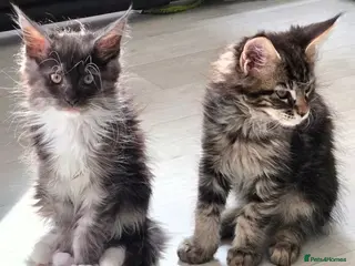 Maine Coon cats Maine coon 🌼🌼🌼READY NOW🌼🌼🌼 reduced ONO. - Advert 2