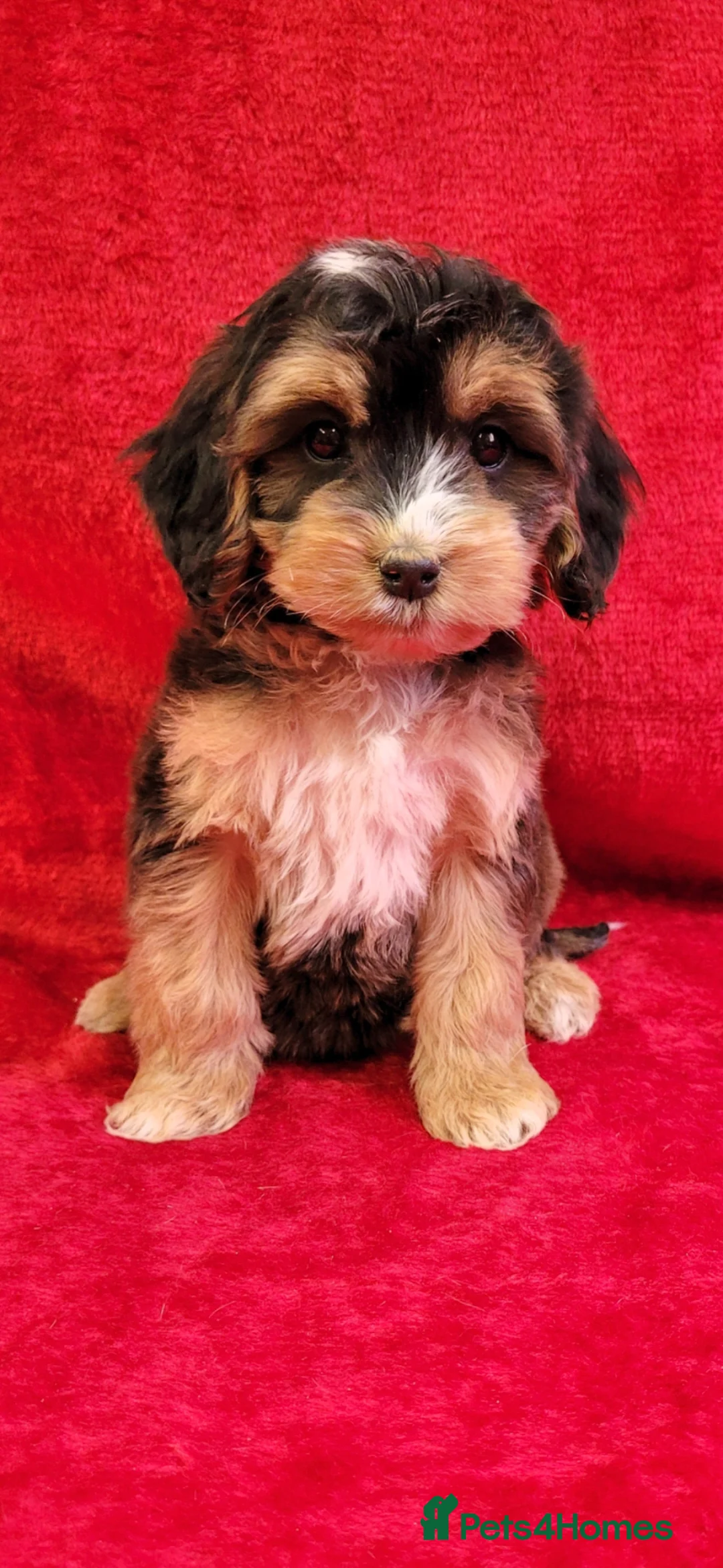 Cockapoo dogs for sale: Stunning F1 Cockapoo puppys  - Advert 2
