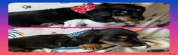 Miniature Dachshund dogs for sale: 💥REDUCED!💥 LAST 2 KC Mini Long haired Dachshund - Advert 5