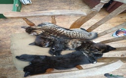 Domestic Shorthair cats for sale: 4 beautiful kittens ready now - Image 4