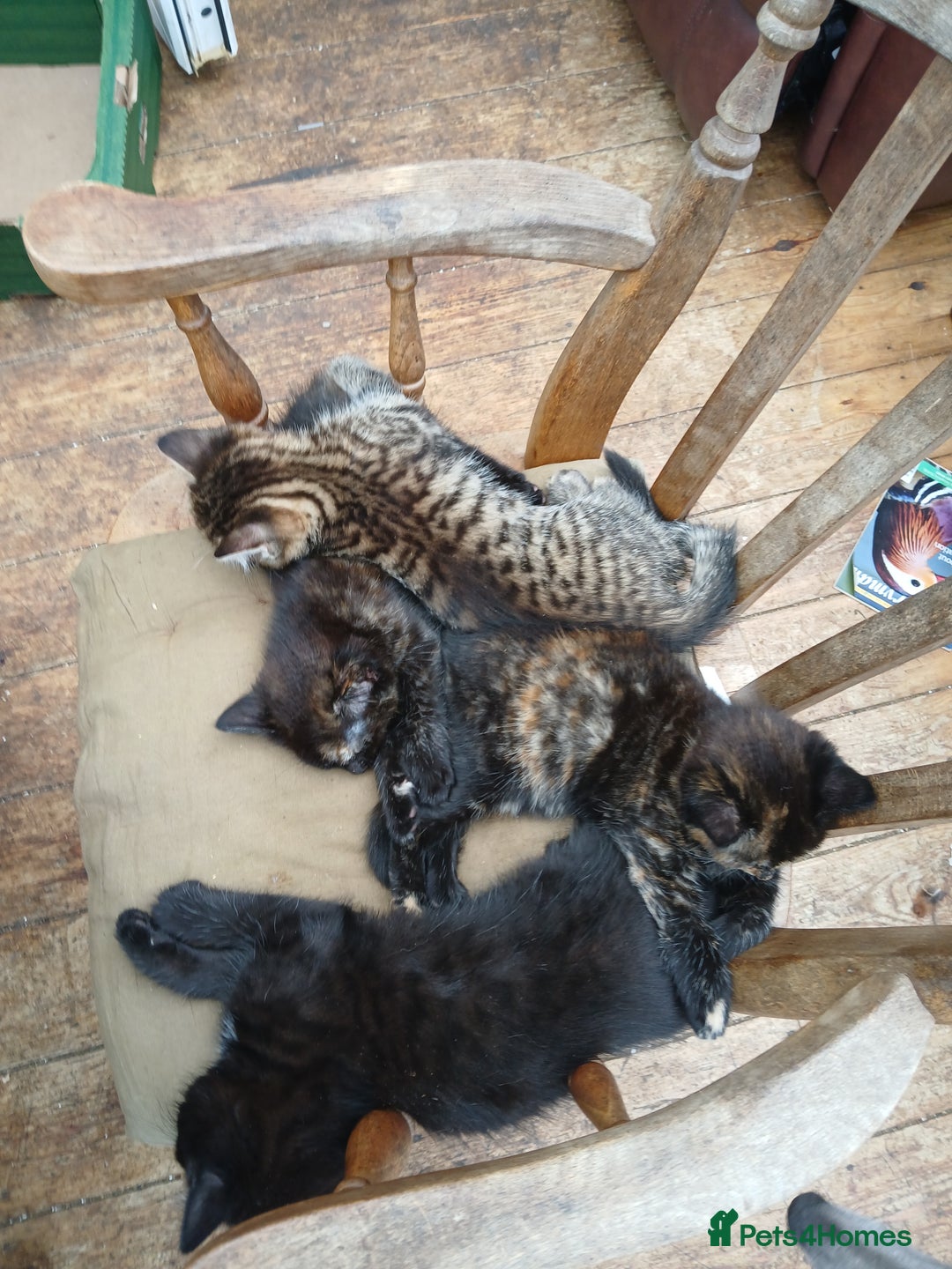 Domestic Shorthair cats for sale: 4 beautiful kittens ready now - Image 4
