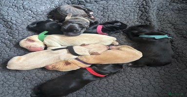 Mixed Breed dogs - Advert 13