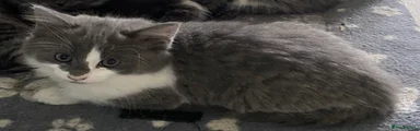 Mixed Breed 3