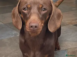 Miniature Dachshund dogs Mini Smooth Choc/Tan Male Dachshund (Stud only) - Advert 19
