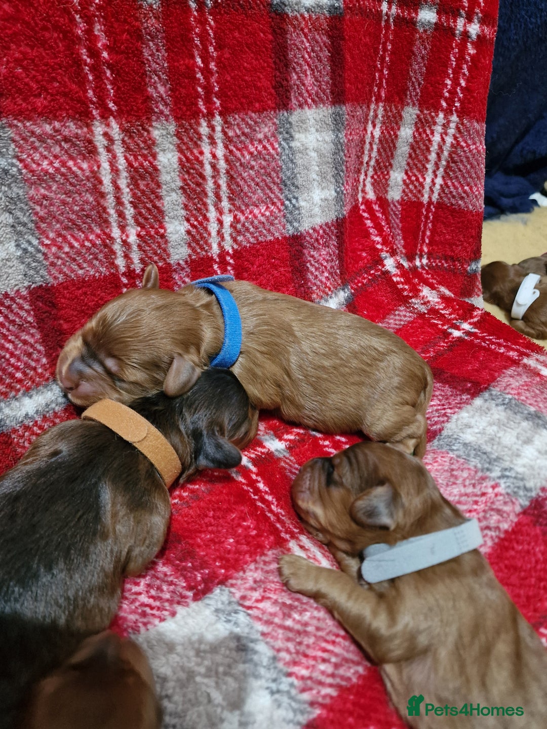 Cockapoo dogs for sale: Beautiful F1 Cockapoo puppies - Image 13