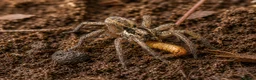 Tarantulas invertebrates for sale: Mix of tarantulas and a scorpion baby in Devizes - Advert 4