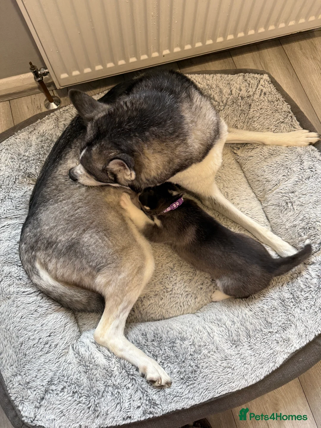 Siberian Husky dogs for sale: Gorgeous, Healthy & Fully Insured Siberian puppies in Stanmore - Advert 40