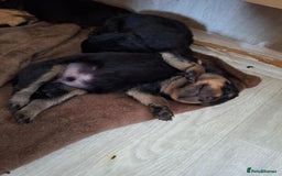 Rottweiler dogs for sale:  Beautiful Rottweiler puppies  - Image 5