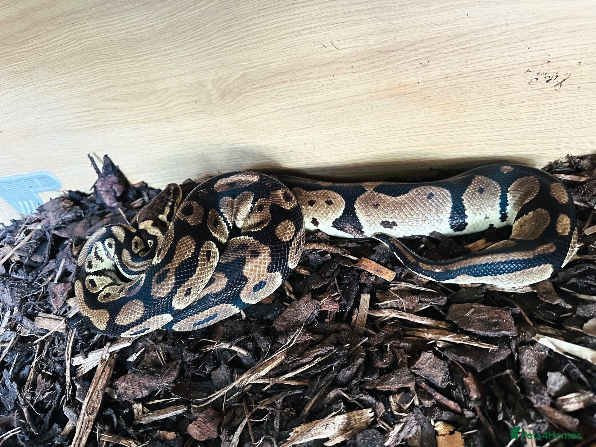 Python Snake reptiles Adult Male Royal Python & 4ft Setup - Advert 1