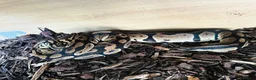 Python Snake reptiles for sale: Adult Male Royal Python & 4ft Setup - Advert 1