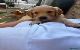Golden Retriever dogs for sale: 🐾 Ready Soon!! KC Golden Retriever Male Puppies - Image 8