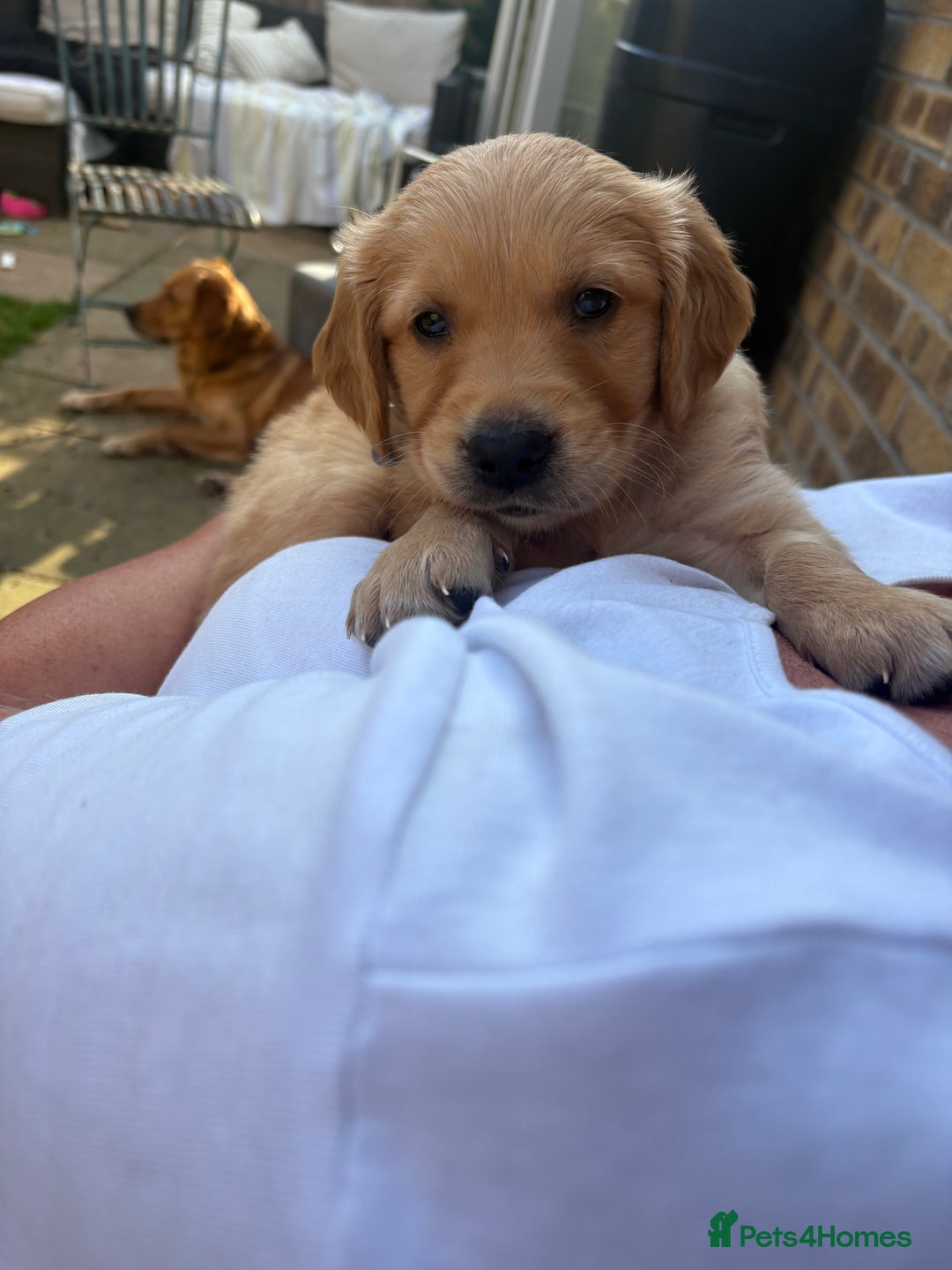 Golden Retriever dogs for sale: 🐾 Ready Soon!! KC Golden Retriever Male Puppies - Image 8