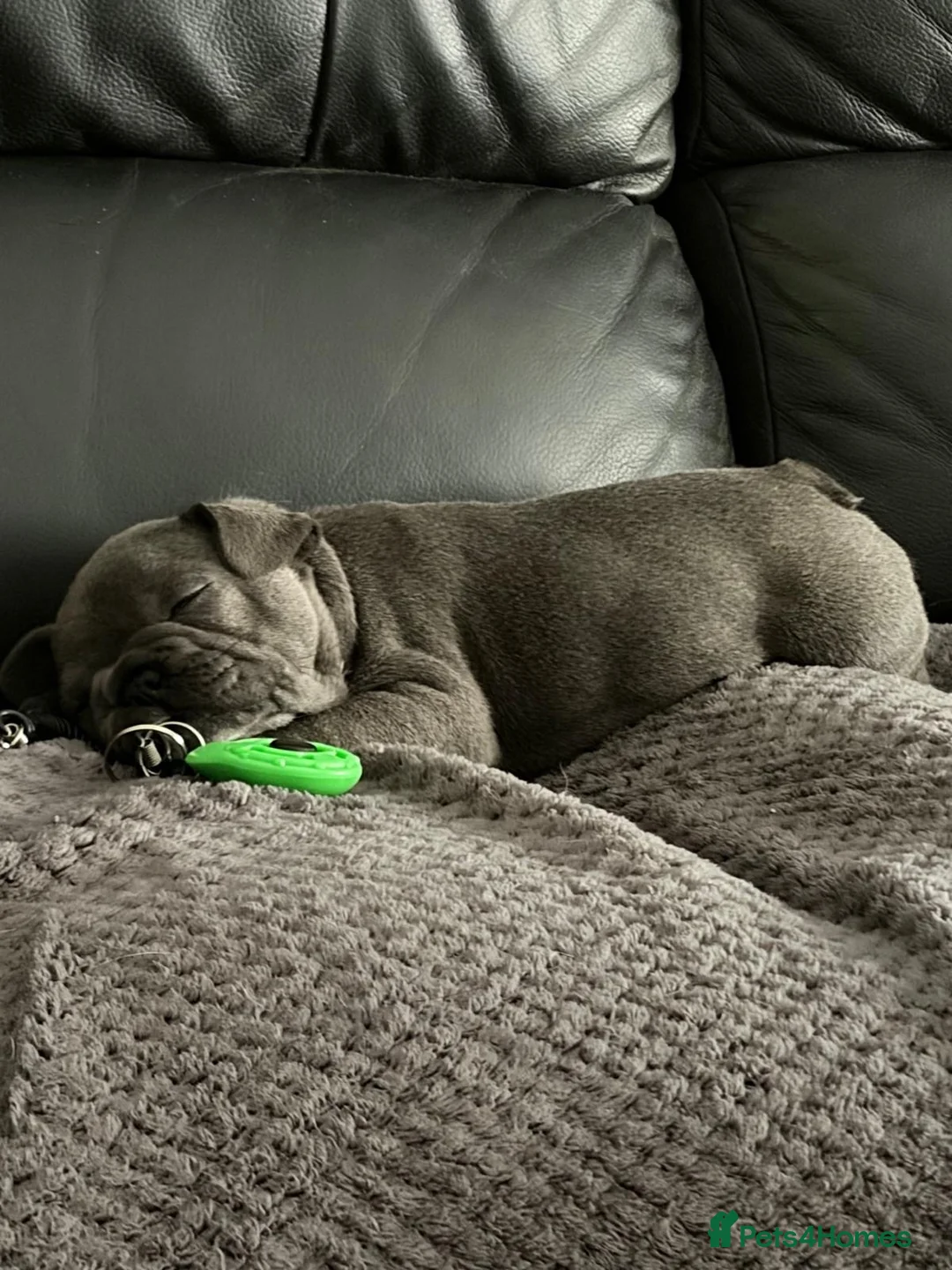 French Bulldog dogs for sale: 3 female French bulldogs for sale - Advert 2