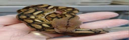 Python Snake reptiles for sale: Malayan Pythons Female - Advert 3