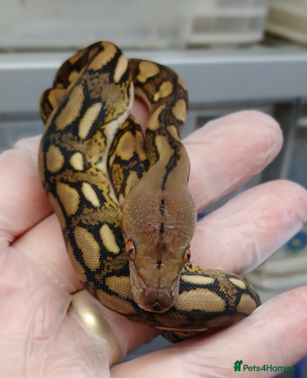 Python Snake reptiles for sale: Malayan Pythons Female - Advert 3
