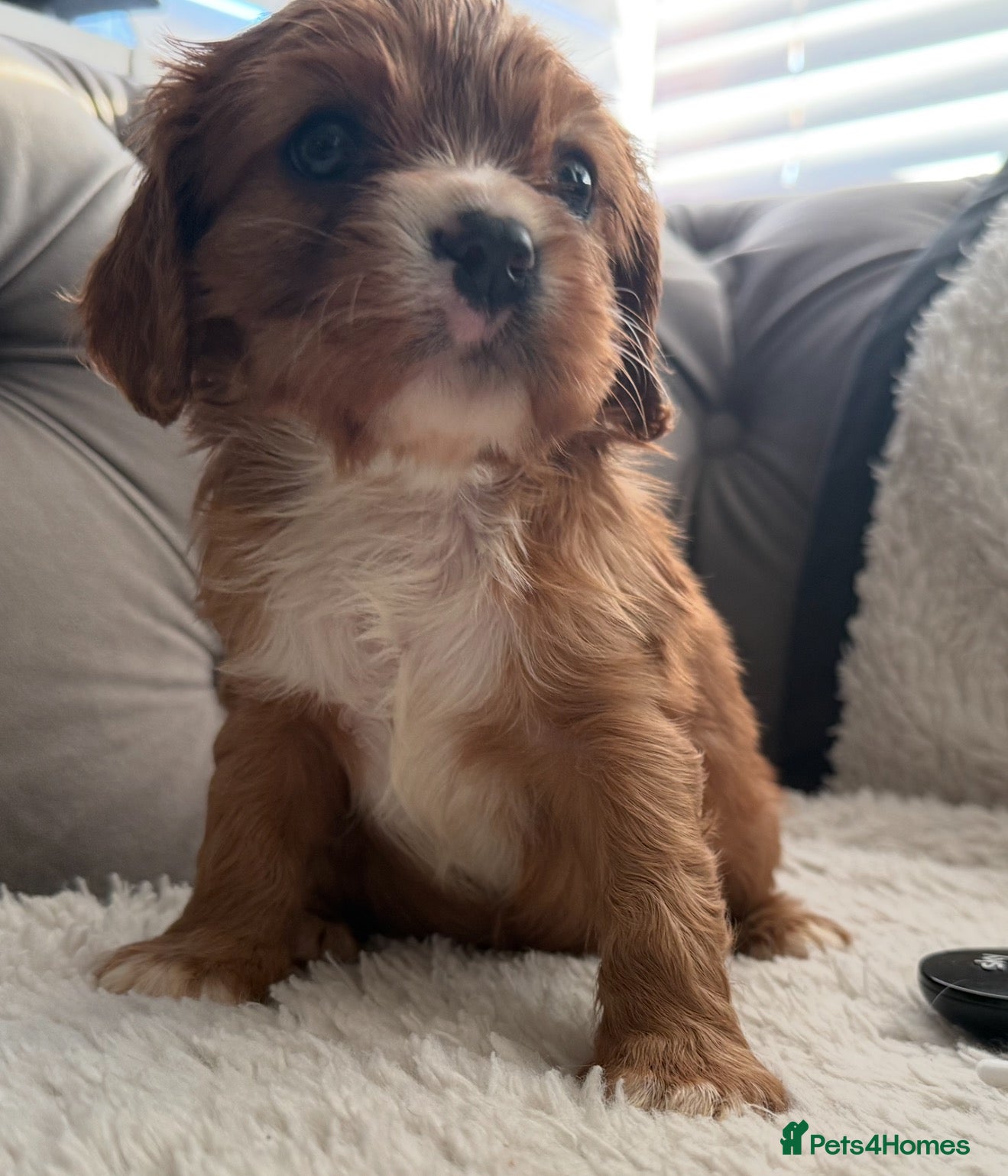Cavalier King Charles Spaniel dogs Beautiful, Cavalier King Charles Spaniel puppies - Advert 1