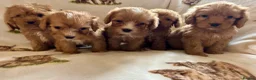 Cockapoo dogs for sale: F1 health clear cockapoo puppies  - Advert 15