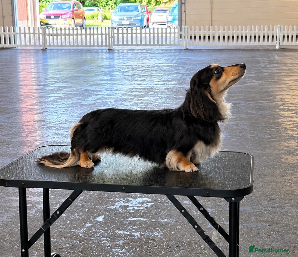 Miniature Dachshund dogs Miniature long hair dachshund for stud  - Advert 5