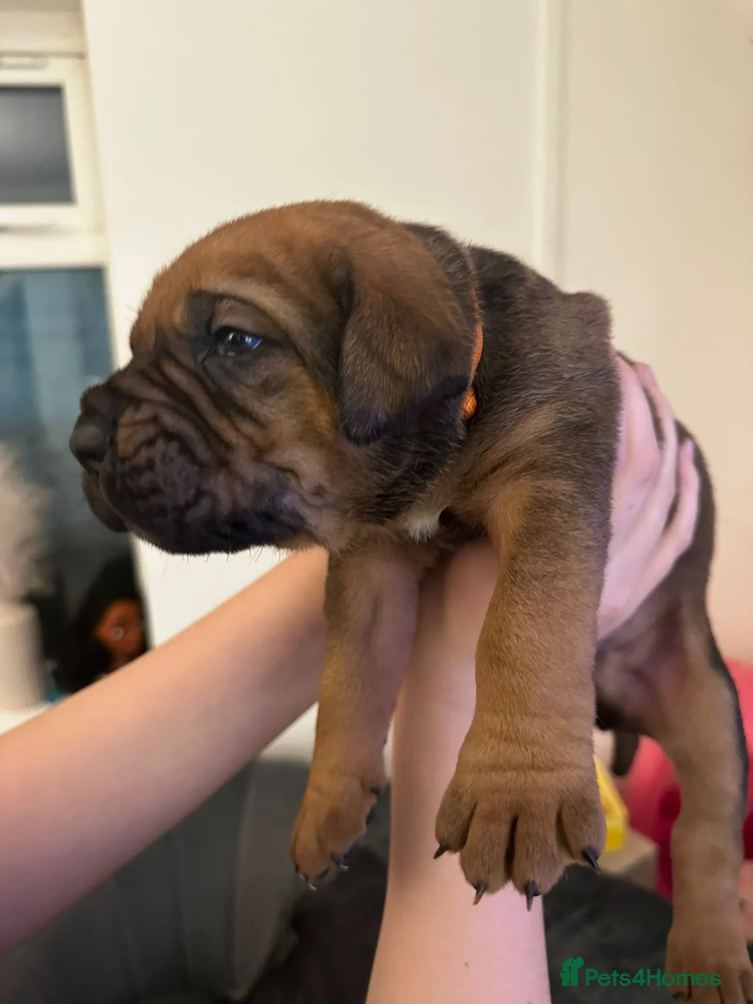 Cane Corso dogs for sale: Ready to go Thursday 2boys 1girl cane Corso pups - Advert 37