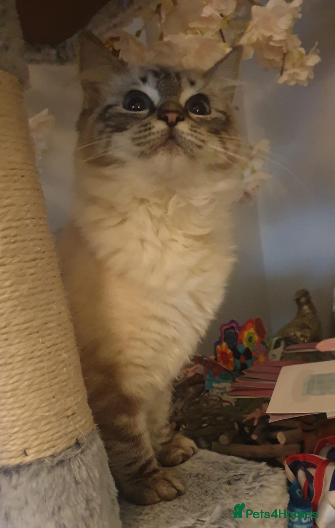 Ragdoll cats for sale: Beautiful GCCF Registered Lynx Ragdoll Kitten. - Advert 8
