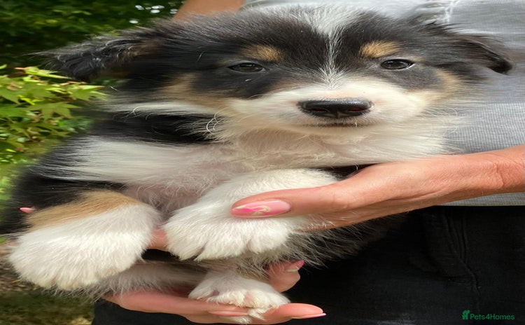 Border Collie dogs - Advert 1