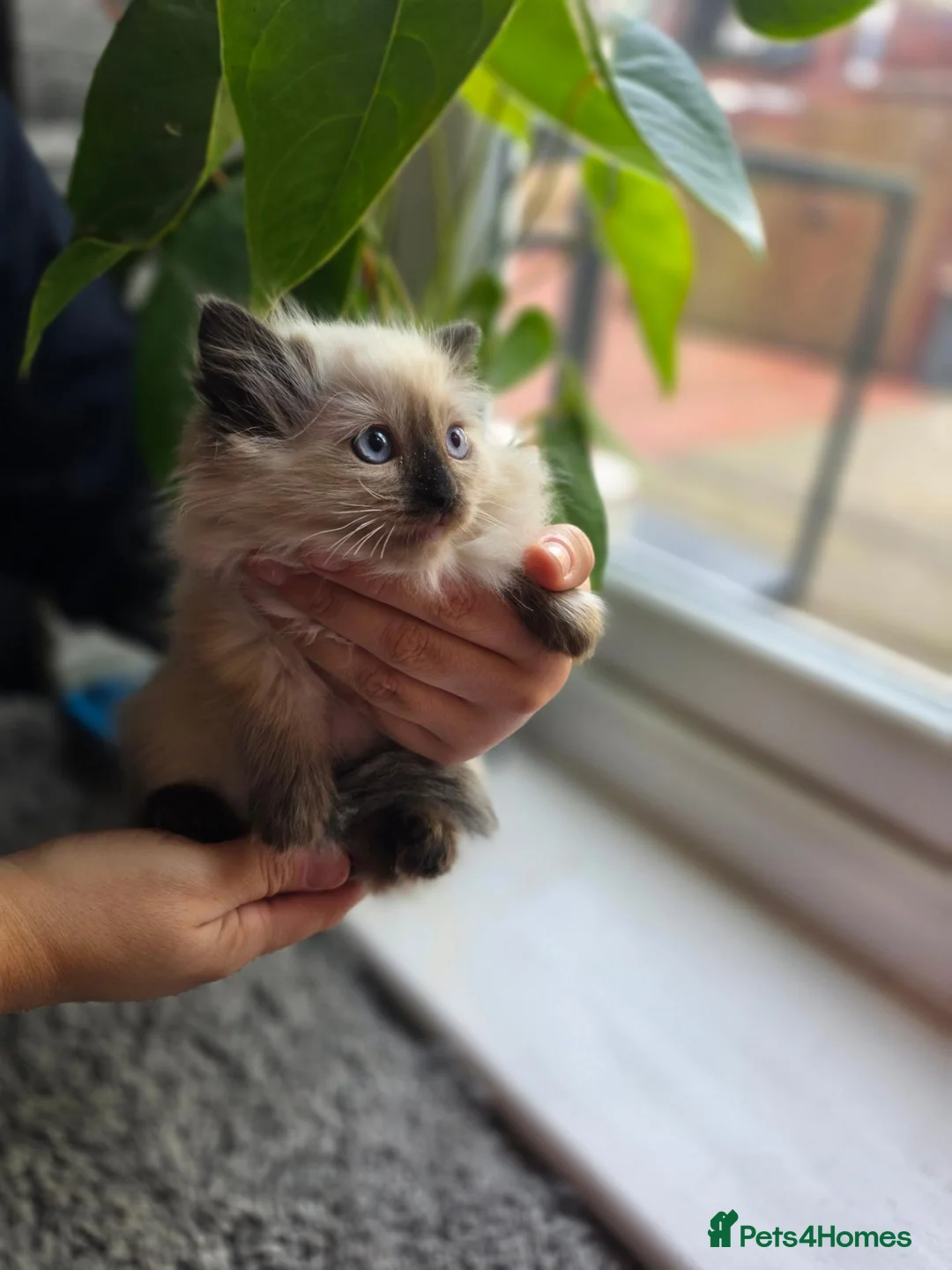 Ragdoll cats for sale: 2 little Ragdoll kittens girls - Advert 2