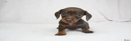 Miniature Dachshund dogs for sale: 1 Left KC Registered Miniature Dachshund Puppies - Advert 8