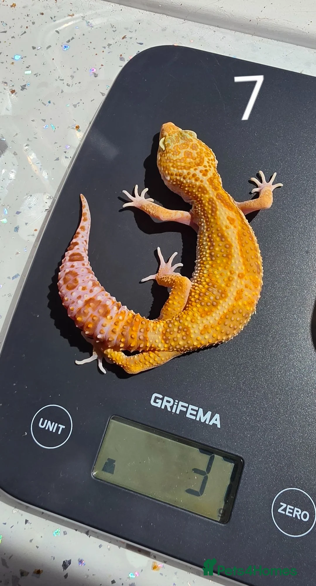 Leopard Gecko reptiles for sale: Last one cb2025 typhoon morph leopard gecko - Advert 1