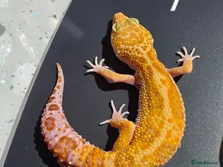 Leopard Gecko reptiles Last one cb2025 typhoon morph leopard gecko - Advert 5