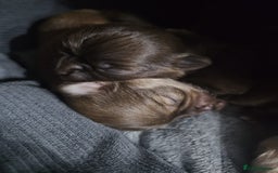 Chihuahua dogs for sale: Long hair tri chocolate apple head chihuahuas  - Advert 7