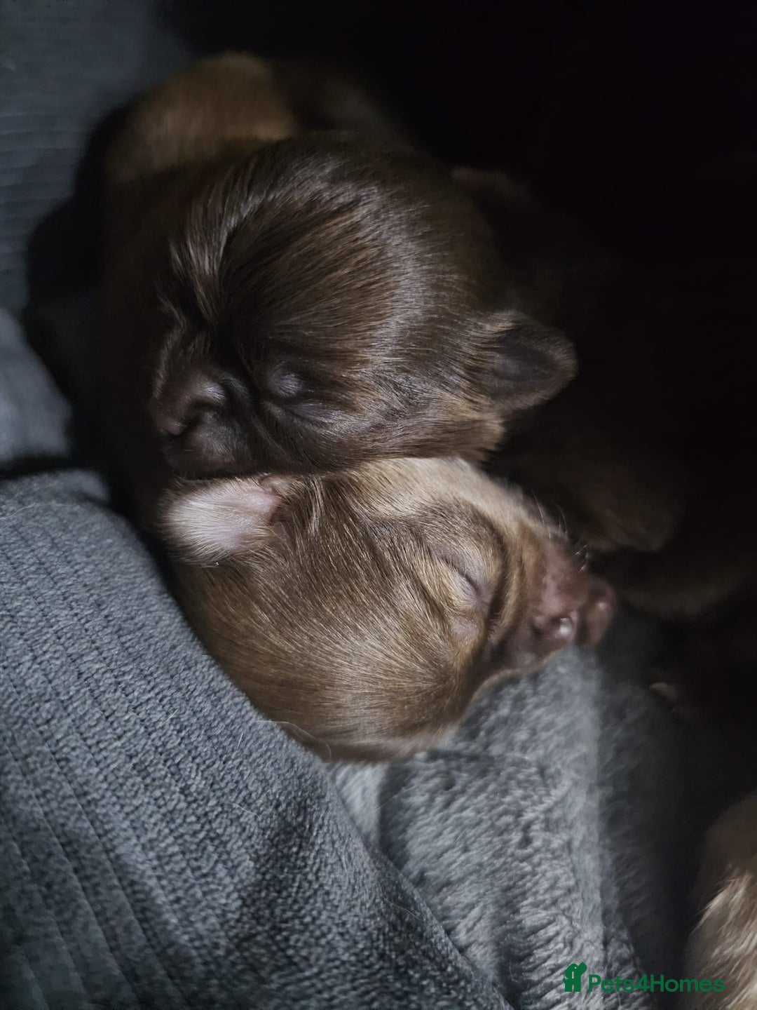 Chihuahua dogs for sale: Long hair tri chocolate apple head chihuahuas  - Advert 7