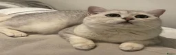 British Shorthair cats for sale: Gorgeous British Short Hair Kittens  in London - Advert 3