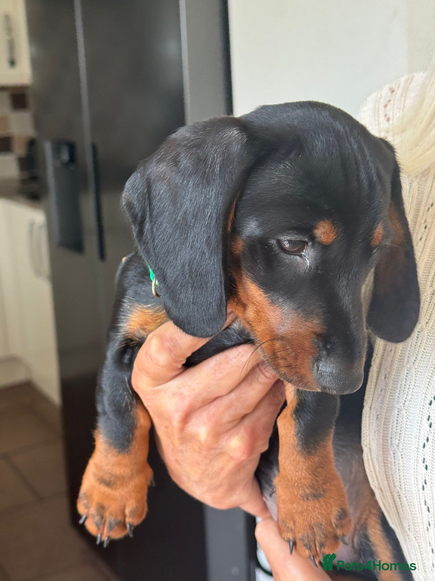 Miniature Dachshund dogs Gorgeous KC reg miniature dachshund puppies  - Advert 2