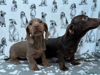 Miniature Dachshund dogs FULLY VAX LITTER MINIATURE DAXIS PRA CLR KC REG - Advert 16