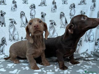 Miniature Dachshund dogs FULLY VAX LITTER MINIATURE DAXIS PRA CLR KC REG - Advert 10
