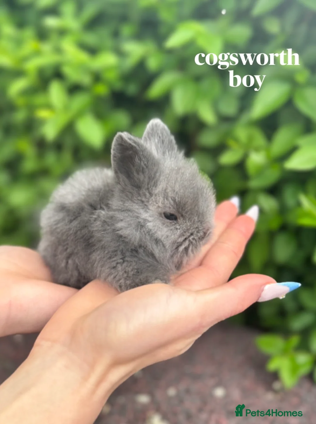 Mini Lion Lop rabbits for sale: Lion lops for sale! - Advert 1